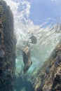 Sea lion underwater looking at you Royalty Free Stock Photo