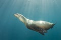 Sea lion underwater looking at you Royalty Free Stock Photo