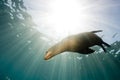 Sea lion underwater looking at you Royalty Free Stock Photo