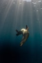 Sea lion underwater looking at you Royalty Free Stock Photo