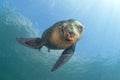 Sea lion underwater looking at you