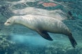 Sea lion underwater Royalty Free Stock Photo