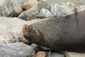 Sea lion in Valparaiso Peru Royalty Free Stock Photo