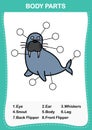 Sea lion vocabulary part of body,Write the correct numbers of body parts Royalty Free Stock Photo