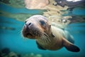 sea lion wading into shallow water Royalty Free Stock Photo