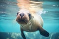 sea lion wading into shallow water
