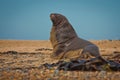 Sea Lion in Waipapa point in New Zealand