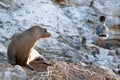 A sea lion watching bird in morning sun Royalty Free Stock Photo