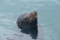 Sea Lion in water