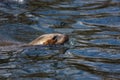 Sea lion in the water