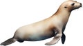 Sea lion, Watercolor painting of Sea lion. AI-Generated. Royalty Free Stock Photo