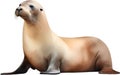 Sea lion, Watercolor painting of Sea lion. AI-Generated. Royalty Free Stock Photo