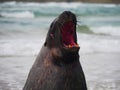 Sea lion yawn Royalty Free Stock Photo