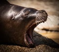Sea Lion yawn chill cute teeth Royalty Free Stock Photo