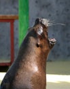 Sea lion yawns.