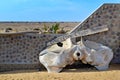 Sea lion, yawns Skeleton Coast site, large sea lion colony, Namibia, Africa Royalty Free Stock Photo