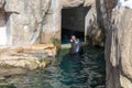 Sea Lion yelling on rocks in a zoo