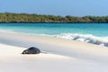 Sea Lion Zalophus wollebaeki on Beach on Gardner Bay, Espanola, Galapagos Island, Ecuador, South America Royalty Free Stock Photo