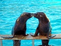 Sea lions