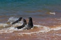 Sea lions Royalty Free Stock Photo