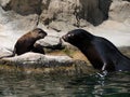 Sea lions