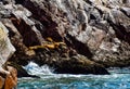 Sea lions in the Ballestas Islands 1