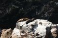 Sea lions in the Ballestas Islands in Paracas, Ica, Peru