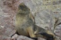 Sea lions, Ballestas islands, Peru