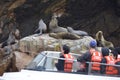 Sea lions, Ballestas islands, Peru