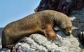 Sea lions in the Ballestas Islands 29