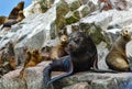 Sea lions in the Ballestas Islands 59