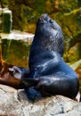 Sea lions in the Ballestas Islands 80