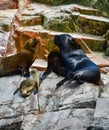 Sea lions in the Ballestas Islands 86