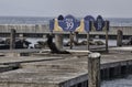 Sea Lions on Pier 39 in San Francisco