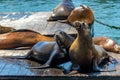 Sea lions bask in the sun near Pier 39 in San Francisco, in clear sunny weather. Concept, tourism, travel