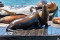 Sea lions bask in the sun near Pier 39 in San Francisco, in clear sunny weather. Concept, tourism, travel