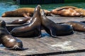 Sea lions bask in the sun near Pier 39 in San Francisco, in clear sunny weather. Concept, tourism, travel