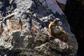 Sea lions bask in the sun on a rock Ballestas Islands, Paracas Nature Reserve, Peru, Latin America. Royalty Free Stock Photo