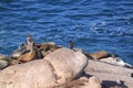 Sea Lions bask in the sun on the rocks