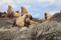 Sea Lions basking on the Belle Chain Islands, BC Royalty Free Stock Photo