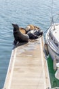 Sea lions basking on the docks at Marina del Ray California on February 4th 2023 Royalty Free Stock Photo