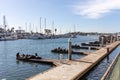 Sea lions basking on the docks at Marina del Ray California on February 4th 2023 Royalty Free Stock Photo