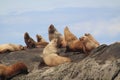 Sea Lions basking on the Belle Chain Islands, BC Royalty Free Stock Photo