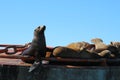 Sea lions basking in the sun on a buoy Royalty Free Stock Photo