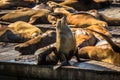 Sea lions at Pier 39 San Francisco, California