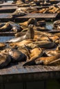 Sea lions at Pier 39 San Francisco, California Royalty Free Stock Photo