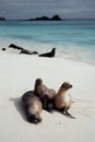 Sea Lions on beach Royalty Free Stock Photo