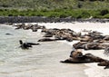 Sea lions on the beach at the edge of the ocean in Santa Cruz Island in the Galapagos, Ecuador. Royalty Free Stock Photo