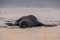 Sea lions on the beach at Otago Peninsula, South Island, New Zealand Royalty Free Stock Photo