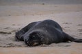 Sea lions on the beach at Otago Peninsula, South Island, New Zealand Royalty Free Stock Photo